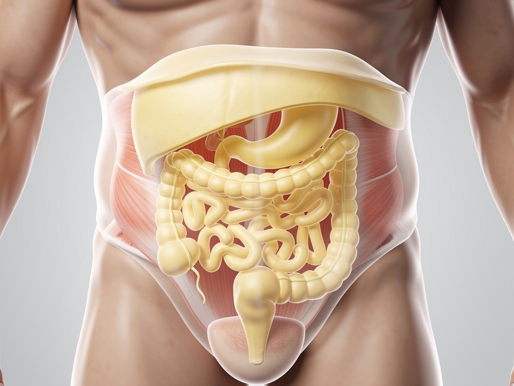 The Desk Job Belly: Why Men in Their 30s Are Gaining Visceral Fat Faster Than Ever—And What the Science Says You Can Actually Do