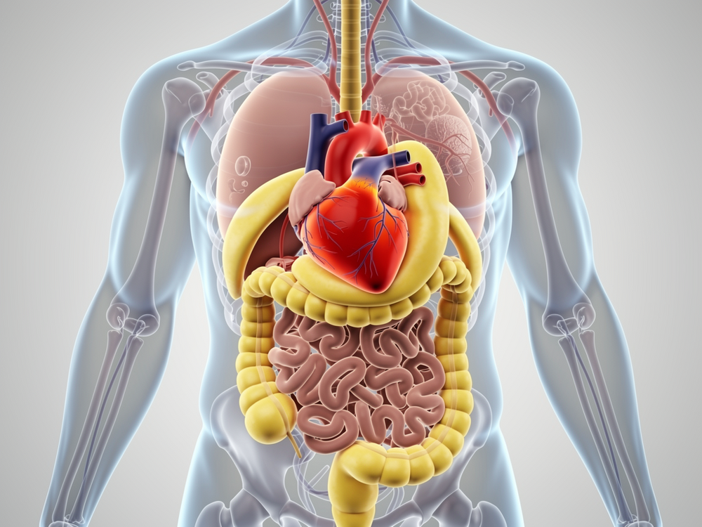 Why Visceral Belly Fat Accelerates Heart Aging in Men Over 50—Even If You Look Fit